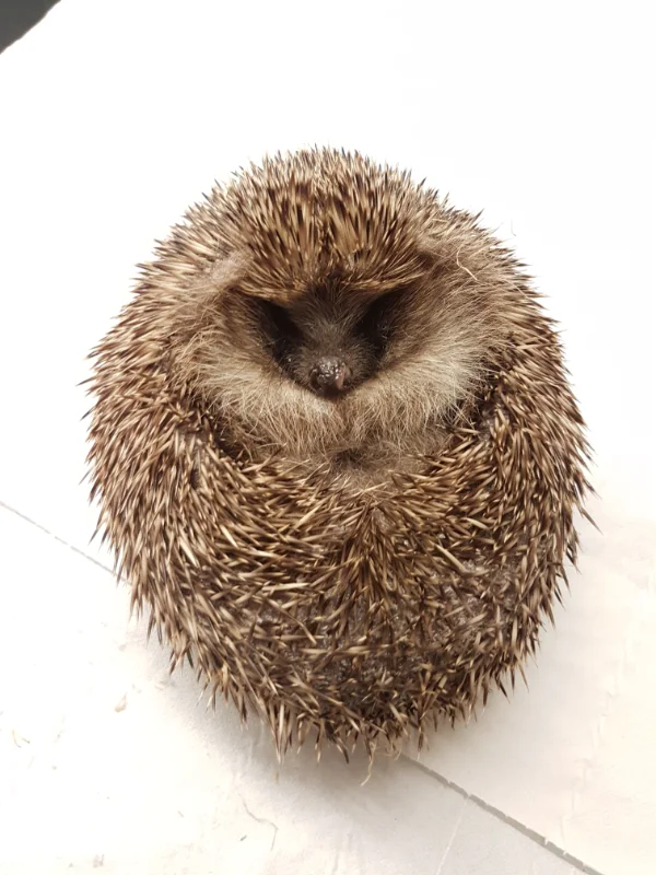 New Milton Hedgehog Rescue gallery image: Gallery1