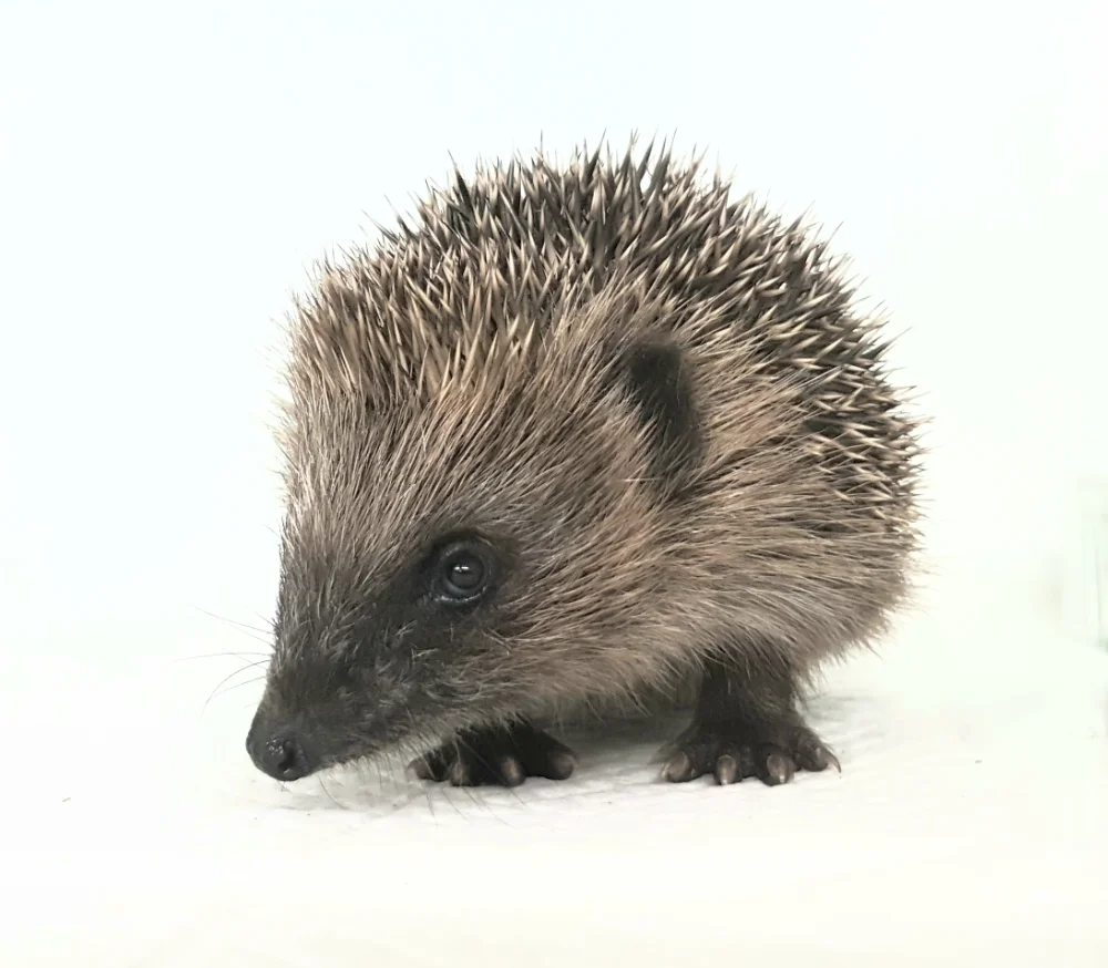 New Milton Hedgehog Rescue gallery image: Gallery6