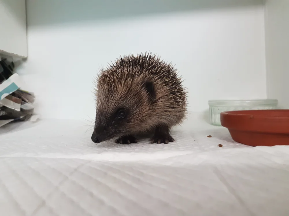 New Milton Hedgehog Rescue gallery image: Gallery7
