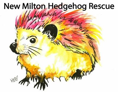 New Milton Hedgehog Rescue